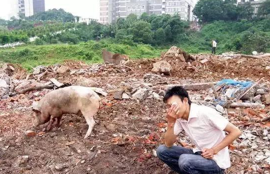 2017年禁養、環保拆遷補償該怎么拿？