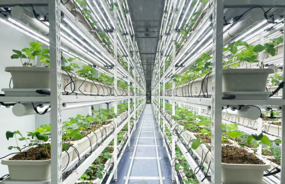 解密植物工廠的科技密碼和盈利模式