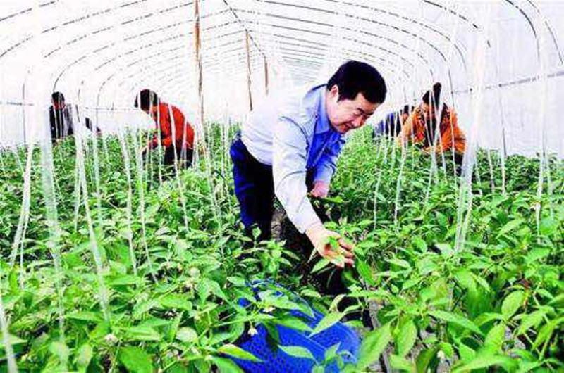 2017農村合作社很賺錢？土地流轉、銀行貸款還有補貼可領