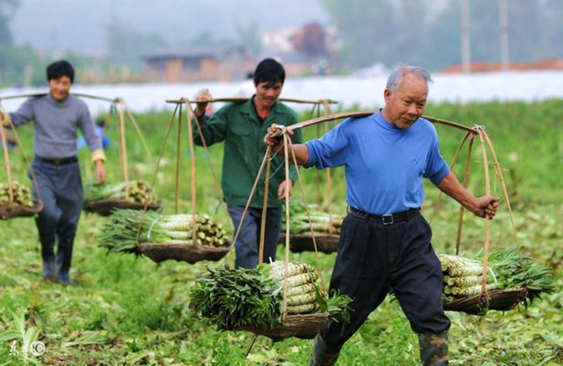 人口老齡化催生新的農(nóng)業(yè)經(jīng)營模式 怎樣拒絕被“套路”安全經(jīng)營