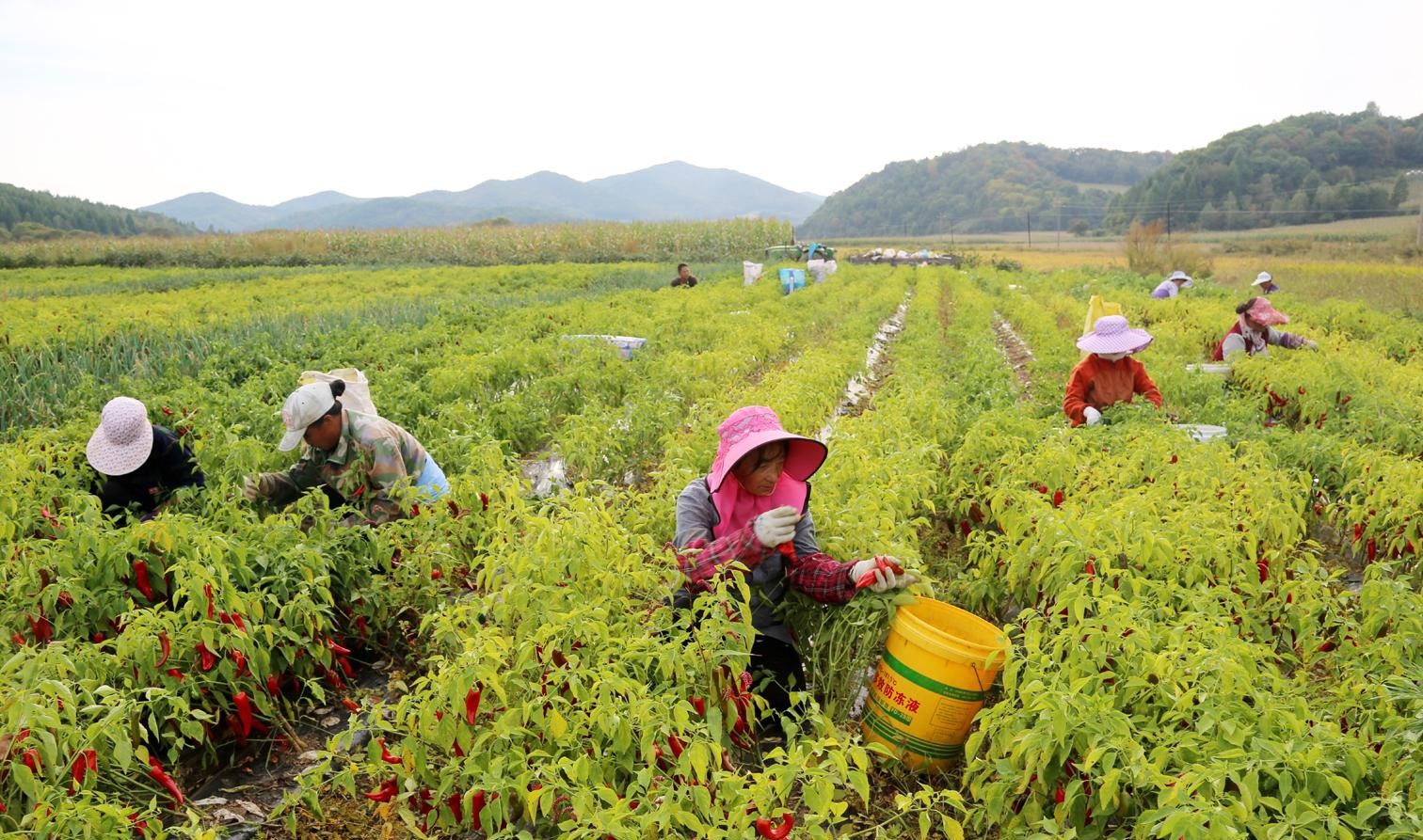 小農(nóng)戶如何生存？這5種模式推薦給你