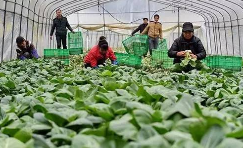 萬億元農(nóng)業(yè)生產(chǎn)性服務(wù)市場開啟