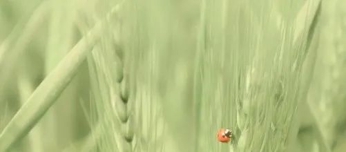 【農資行業(yè)加速器】農業(yè)生產為何選擇微生物？