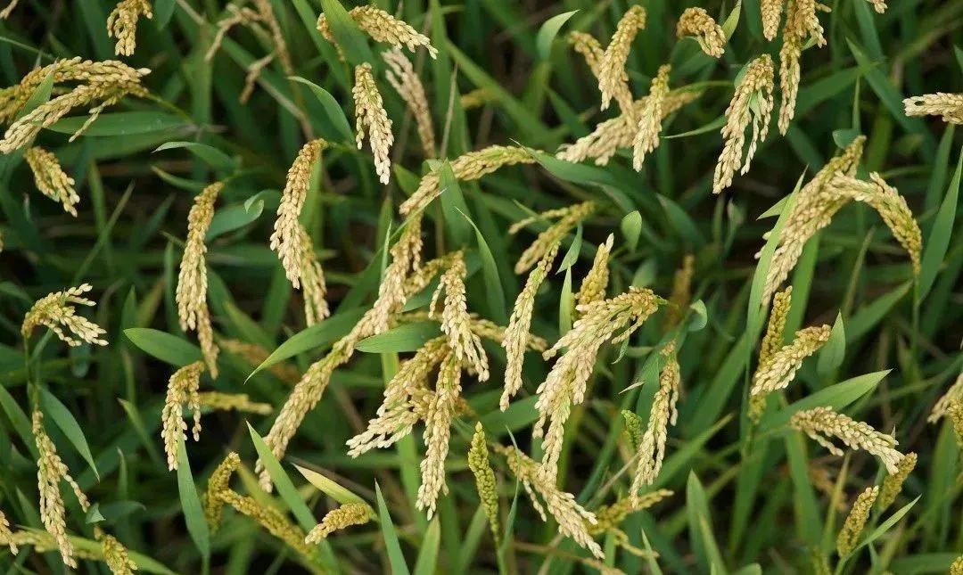 【農(nóng)業(yè)科技】生物農(nóng)業(yè)----微生物撬動千億市場