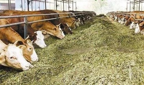 【飼料行業(yè)】2023年中國飼料行業(yè)競爭格局及重點企業(yè)分析