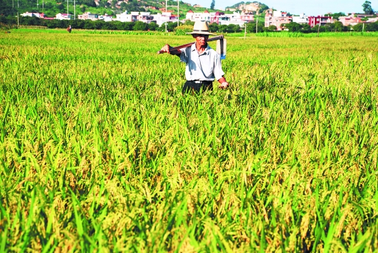 中國未來農(nóng)業(yè)發(fā)展趨勢如何？農(nóng)民是否有“出路”？