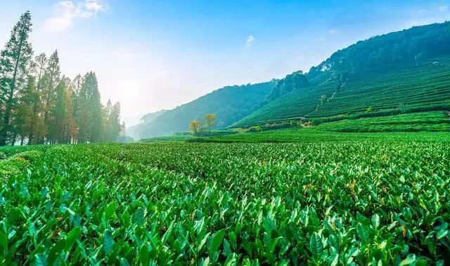 【模式研究】鄉(xiāng)村休閑農(nóng)業(yè)的“五味”模式