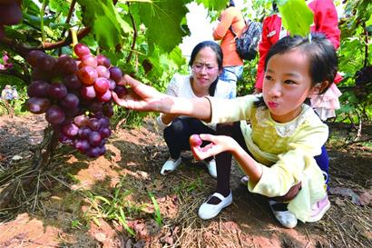 青島現代農業五年規劃：2020年休閑農業總收入將超百億