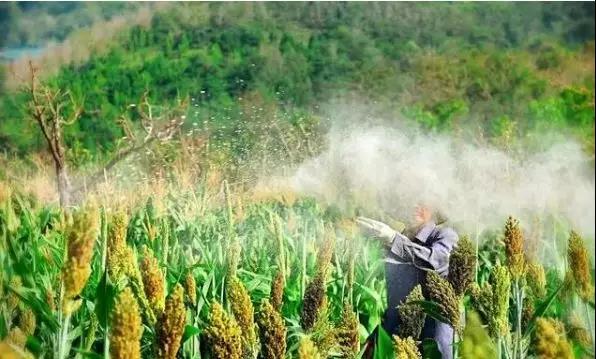 【農藥行業】農業生產上11大農藥使用問題，這些問題，你中了幾個？