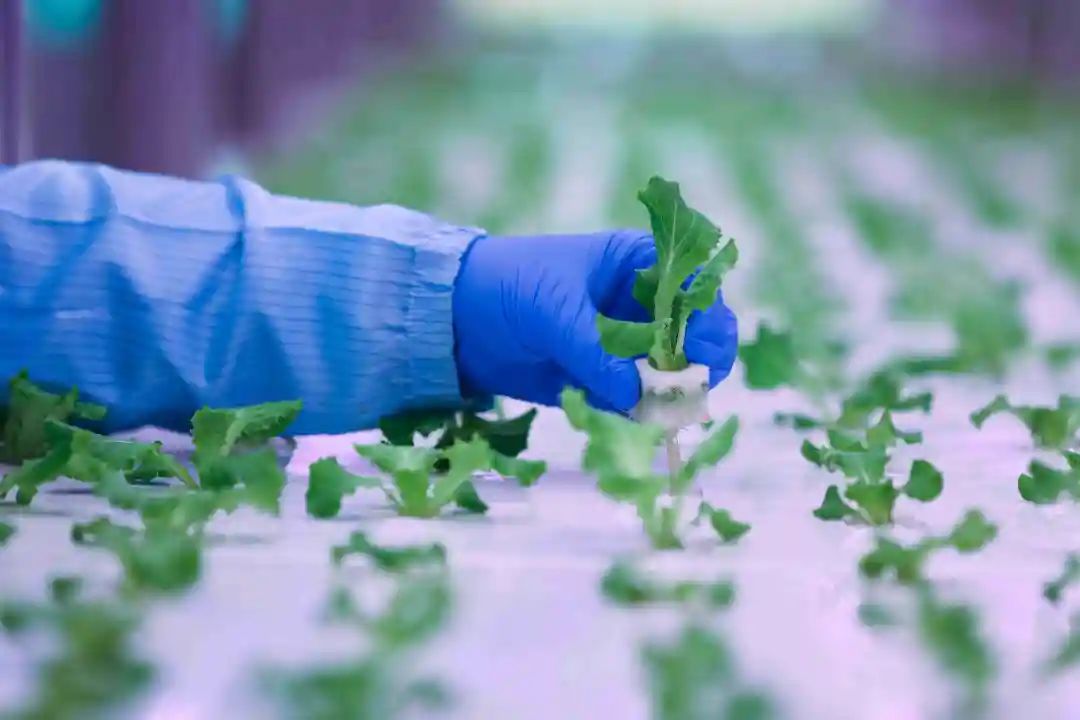 三農日報|國家試點育秧、烘干設施購置補貼；中國農藥行業趨向規?；?、集約化