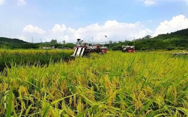 三農(nóng)日?qǐng)?bào)|我國(guó)支持大型種業(yè)龍頭企業(yè)引領(lǐng)作用；我國(guó)綠色農(nóng)藥研發(fā)方面不足歐美
