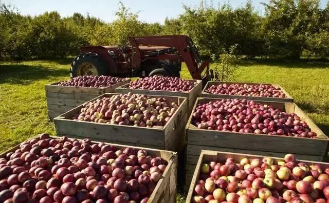 【世界農業案例】日本最著名的10個農場