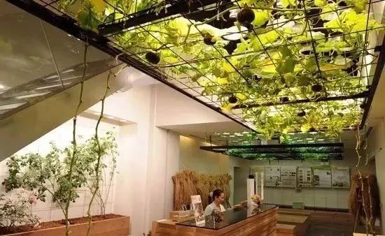 消費加速農業！看日本如何把農場搬進了辦公樓，幫助農業演變成新商業