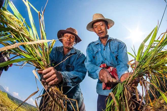 行業研究|農業供應鏈創新將是破解“三農”問題最佳路徑