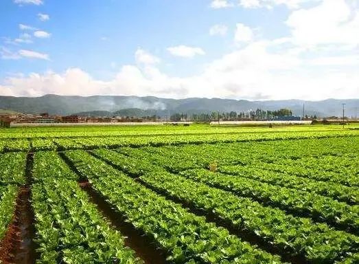 【產業剖析】什么是農業產業鏈?農業全產業鏈應該如何布局 ?