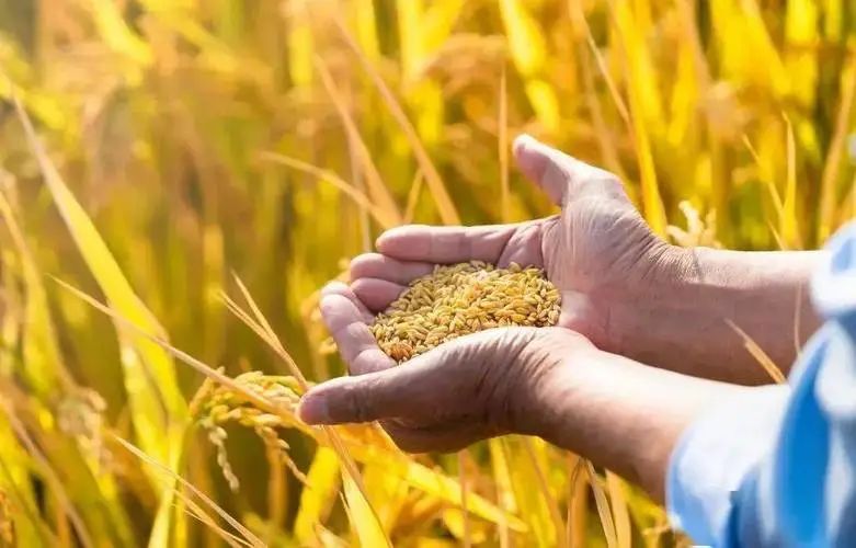 【專家觀點】葉興慶：在大變局中提高糧食海外供應鏈安全性