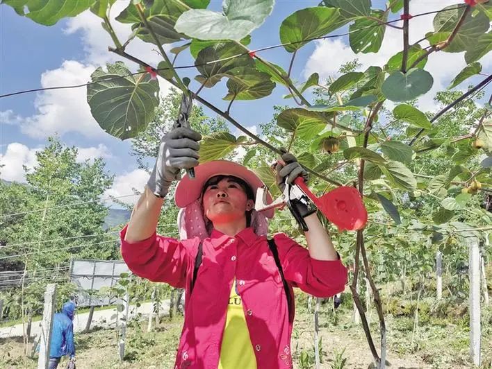 三農日報|2020中國農業產業4大難題；美國90%以上的人吃轉基因食品