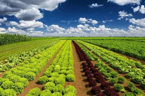 【深度觀察】功能農業：未來高端食品的發展方向