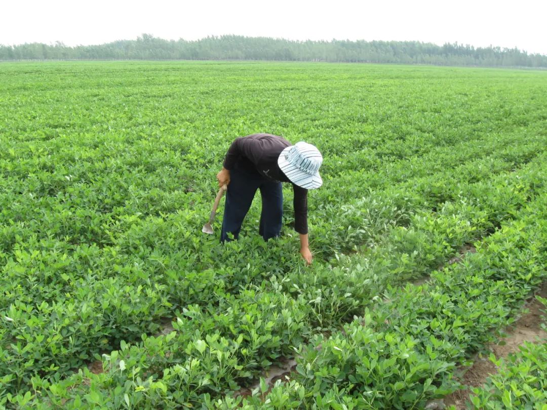 【產(chǎn)業(yè)透視】有機(jī)農(nóng)業(yè)3.0時代