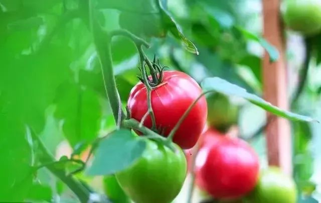 【世界農(nóng)業(yè)案例】日本番茄有機(jī)農(nóng)業(yè)，一個(gè)日本科學(xué)家的自述