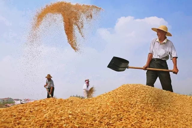中國農(nóng)業(yè)發(fā)展：鼓勵競爭 慎重補貼