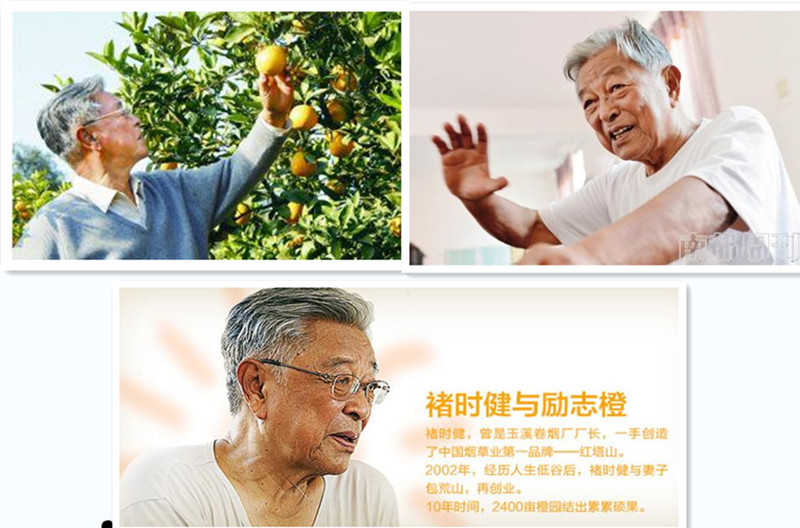 揭秘褚橙“匠人精神”背后的艱辛歷程！
