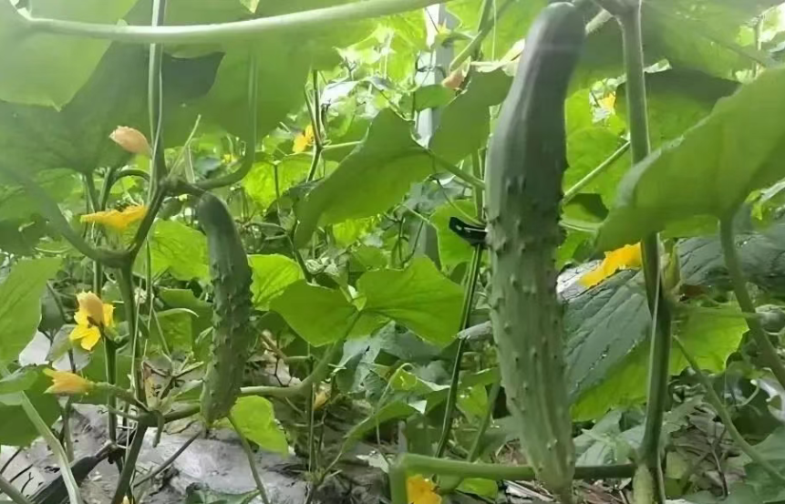 【創業案例】逆天啊！蔬菜種成打卡項目，1斤賣價30元